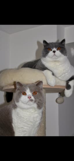 Chat de Lorine