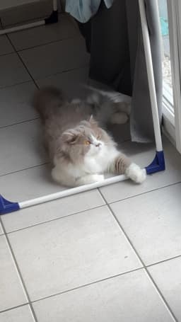 Chat de Umiko 