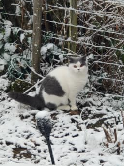 Chat de Frédérique