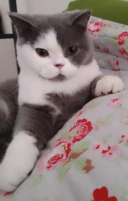 Chat de brigitte