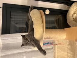 Chat de Cindy