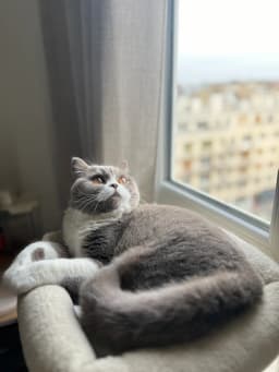 Chat de Imane