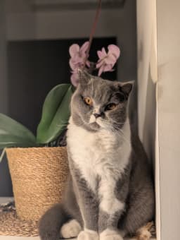 Chat de Kevin