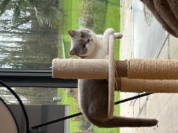 Chat de Unico