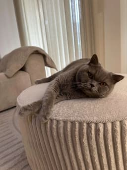 Chat de Débora 