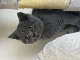 Chat de Aurélie