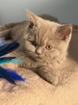 Chat de Sandra 