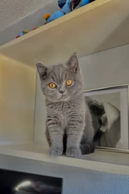 Chat de Karell