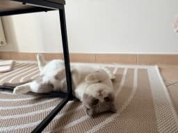 Chat de Manon et Rémi 