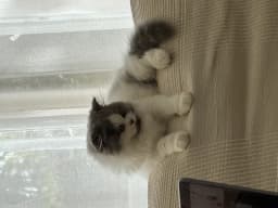 Chat de Mariana et Olivier 
