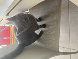 Chat de Ludivine 