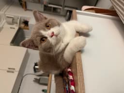 Chat de Imane
