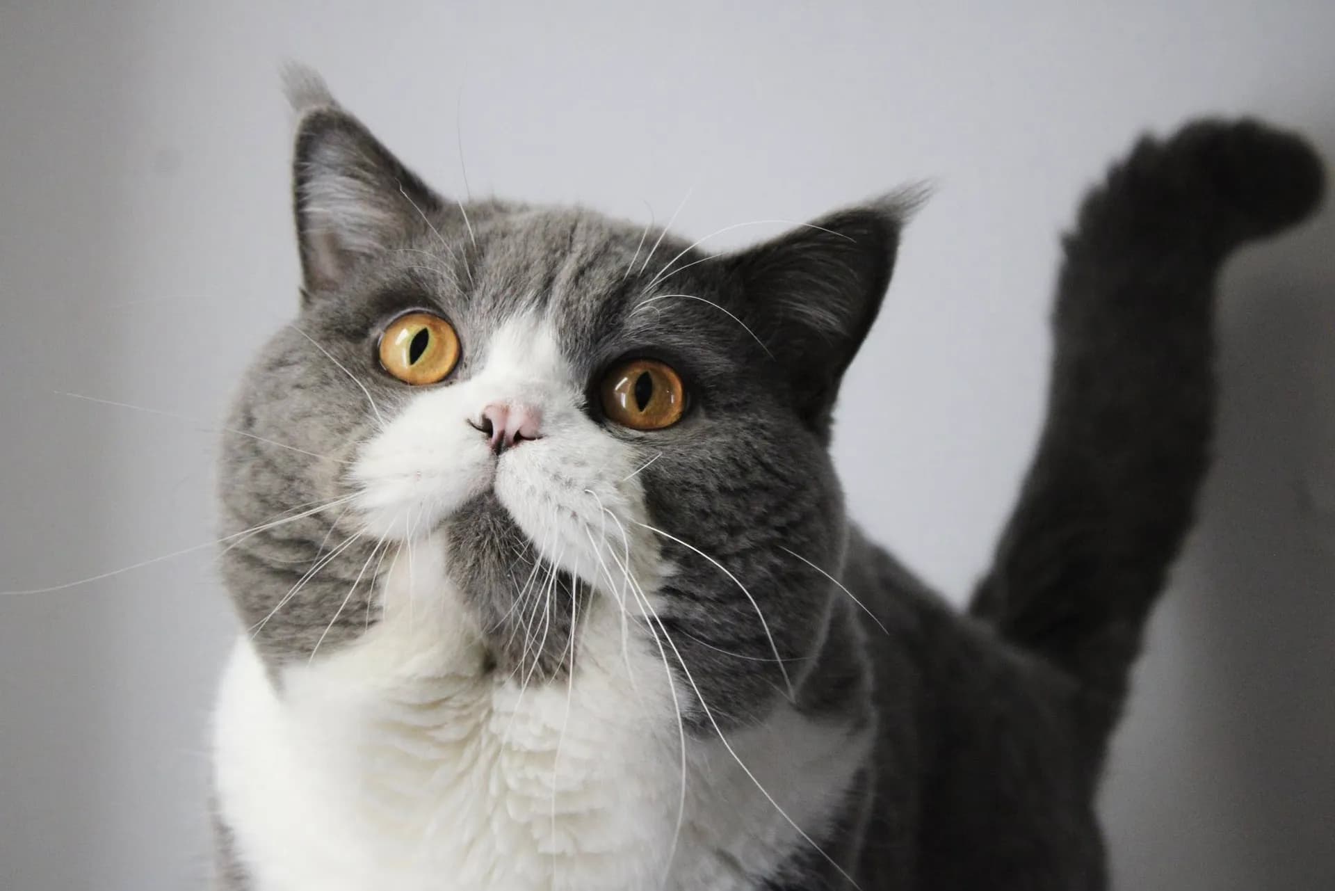 Princ pearl ismael*cz, British Shorthair Bleu et blanc bicolore retraité, chatterie dans le Gard, photo 1