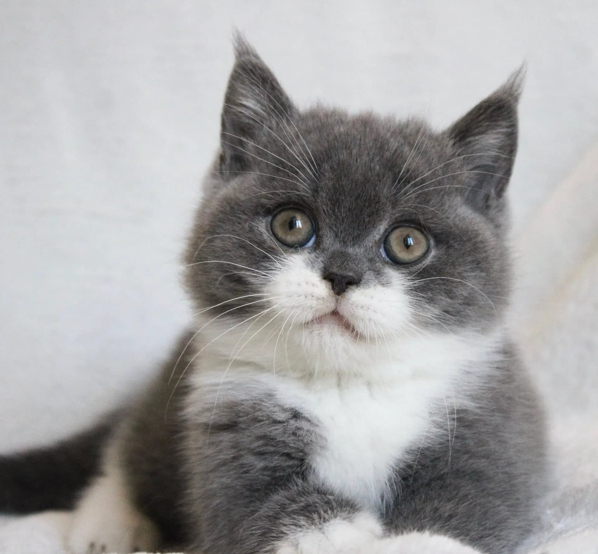 Berryblue De La Cat'Suki, chaton British Shorthair Bleu et blanc bicolore , chatterie dans le Gard, photo 1